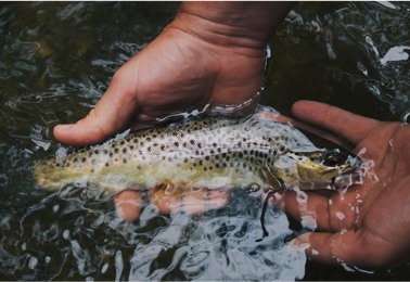 hunter-brumels-i1aaOj95ZFk-unsplash_Copy