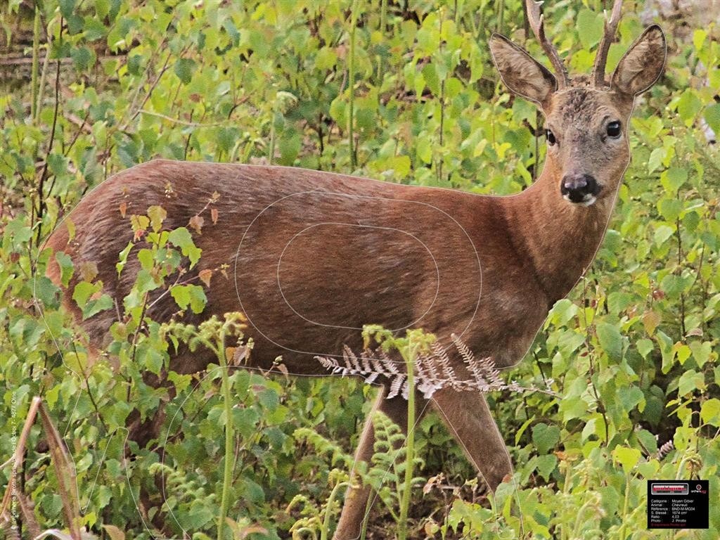 54X80 ROEDEER ALERT