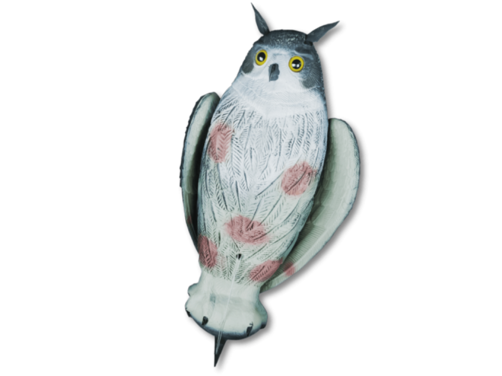 Lokkeugle - Kragejagt