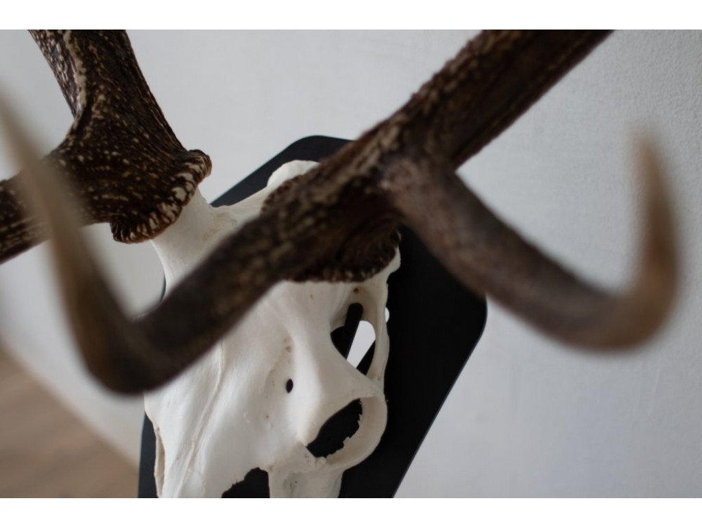 TorpSolutiongulvstativtilkronhjortSort-01