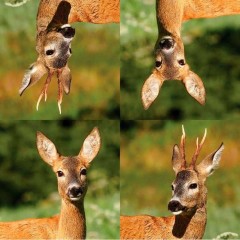 ByBrorsonServietterMedRdyr-20