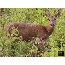 54X80 ROEDEER ALERT