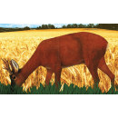 BUKKESKIVE TIL BUEPRØVEN PR STK