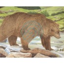 Face Animal Bear