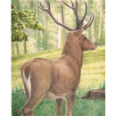 JVD Target Face Animal Stor Hjort